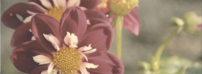 Керамическая плитка Декор Ньюпорт Георгина 15x40