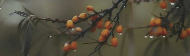 Керамическая плитка Декор Тракай 6 глянцевый 8,5x28,5