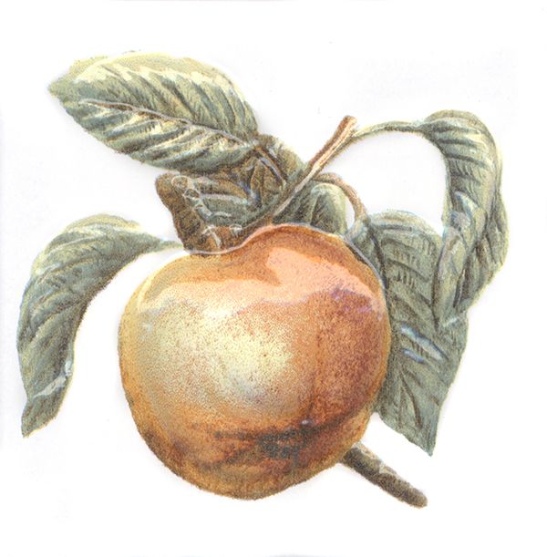 Керамическая плитка Декор Оранжерея Яблоко 9,9x9,9