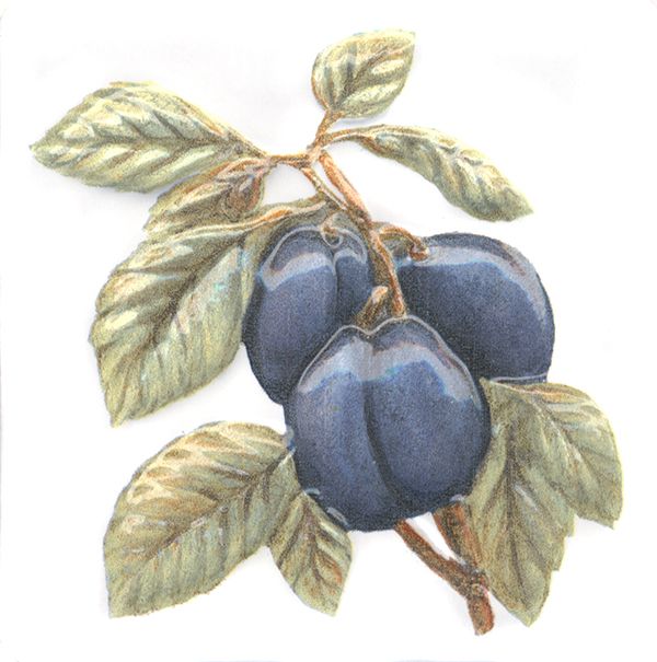 Керамическая плитка Декор Оранжерея Слива 9,9x9,9