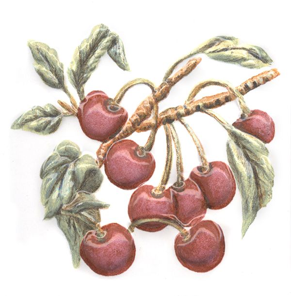 Керамическая плитка Декор Оранжерея Вишня 9,9x9,9