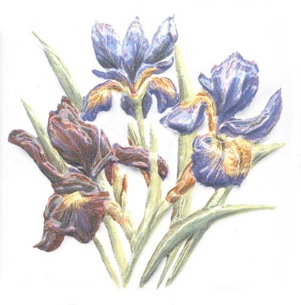 Керамическая плитка Декор Оранжерея Ирисы 9,9x9,9