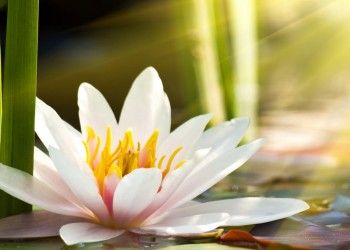 Керамическая плитка азалия декор лилия 1 фисташковый 25x35