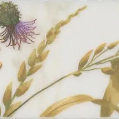 Керамическая плитка Бордюр Астория Птицы белый обрезной 8x25