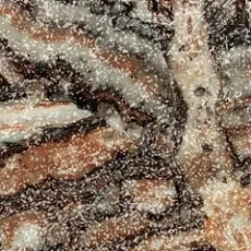 Керамогранит Эпос/ epos jurassic battiscopa 60 lap 7,2x60