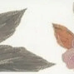 Керамогранит Бордюр Ломбардиа 6x40