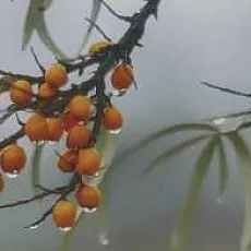 Керамическая плитка Декор Тракай 7 глянцевый 8,5x28,5