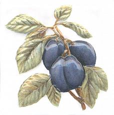 Керамическая плитка Декор Оранжерея Слива 9,9x9,9