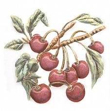 Керамическая плитка Декор Оранжерея Вишня 9,9x9,9