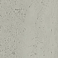 Ступени Подступенок kerama marazzi sg850990r\6 Сан-Марко серый светлый матовый обрезной 10.7x80