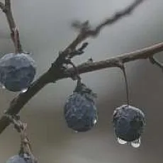 Керамическая плитка Декор Тракай 8 глянцевый 8,5x28,5